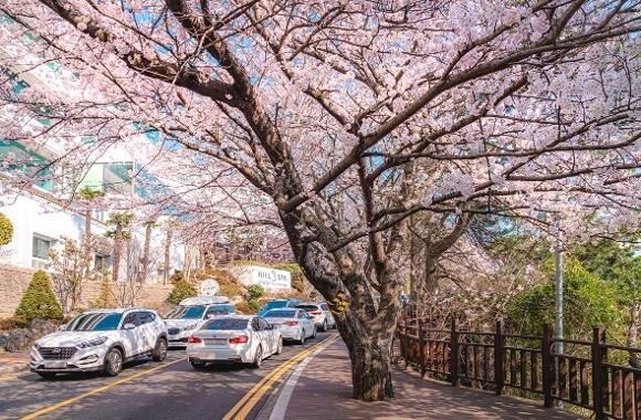 釜山櫻花 2025|最新釜山櫻花時間預測!8 大釜山櫻花景點推介 釜山櫻花 2025|最新釜山櫻花時間預測!8 大釜山櫻花景點推介