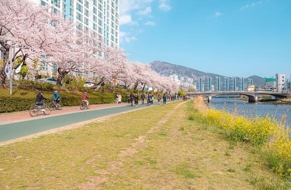 釜山櫻花 2025|最新釜山櫻花時間預測!8 大釜山櫻花景點推介 釜山櫻花 2025|最新釜山櫻花時間預測!8 大釜山櫻花景點推介