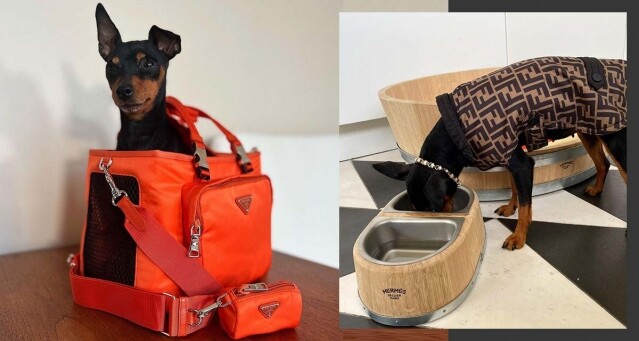 把毛孩寵上天！6 個品牌名牌寵物配件，Hermès、Prada、Fendi 等設計時髦又實用