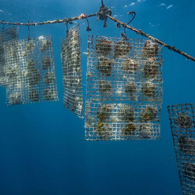 「海水珍珠」是甚麼？