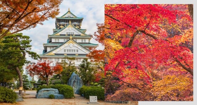 大阪紅葉 2024：紅葉時間預測！6 大人氣賞楓秘境公開