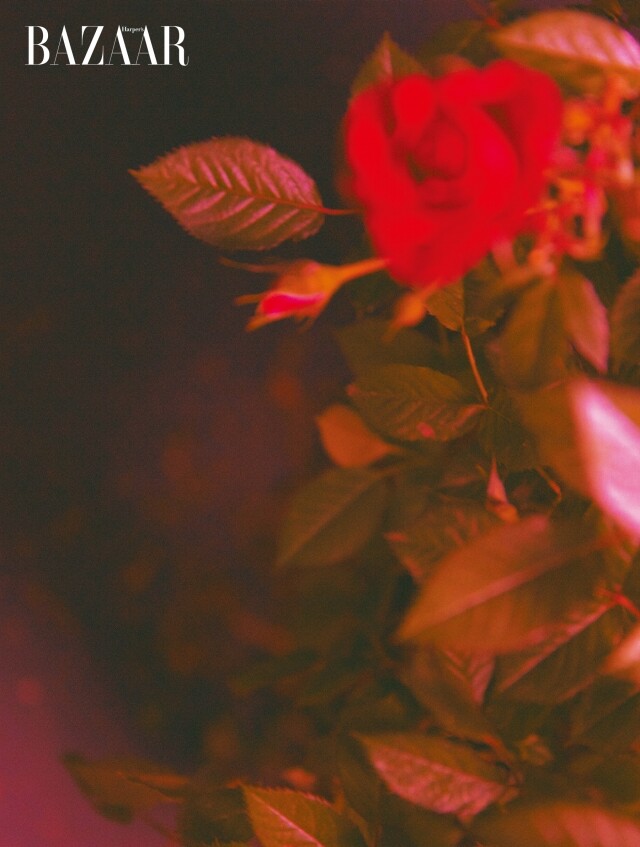 強大而美麗的 ROSÉ!如鮮紅玫瑰般盛放的少女 演繹 Saint Laurent 春夏 2022 系列 強大而美麗的 ROSÉ!如鮮紅玫瑰般盛放的少女 演繹 Saint Laurent 春夏 2022 系列