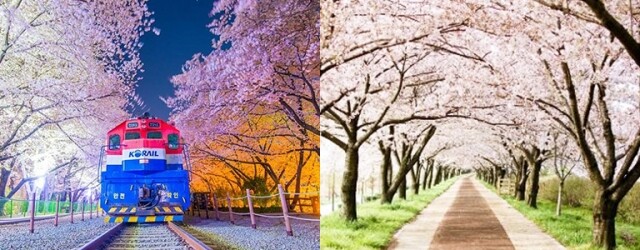 釜山櫻花 2025|最新釜山櫻花時間預測!8 大釜山櫻花景點推介 釜山櫻花 2025|最新釜山櫻花時間預測!8 大釜山櫻花景點推介