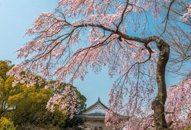大阪櫻花 2025｜最新大阪櫻花時間預測！10 個大阪賞櫻打卡景點