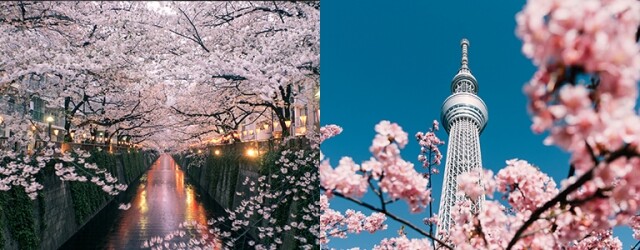 東京櫻花 2025｜最新東京櫻花時間預測、5 大東京賞櫻景點推介