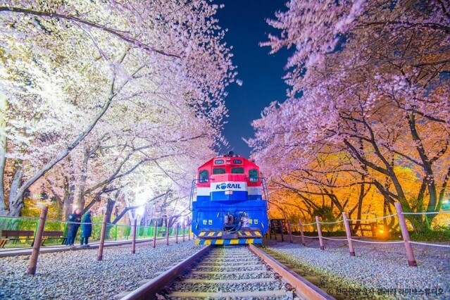 釜山櫻花 2025|最新釜山櫻花時間預測!8 大釜山櫻花景點推介 釜山櫻花 2025|最新釜山櫻花時間預測!8 大釜山櫻花景點推介