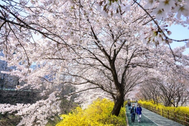 釜山櫻花 2025|最新釜山櫻花時間預測!8 大釜山櫻花景點推介 釜山櫻花 2025|最新釜山櫻花時間預測!8 大釜山櫻花景點推介