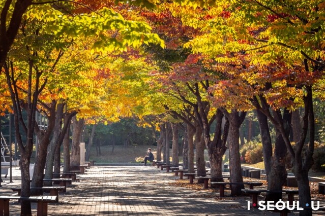 韓國紅葉 2024｜首爾紅葉時間預測出爐！10 大首爾紅葉景點推介
