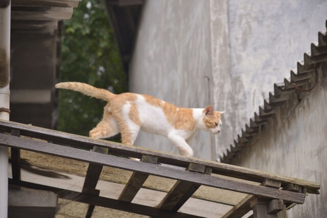 貓兒活像是男木島的居民