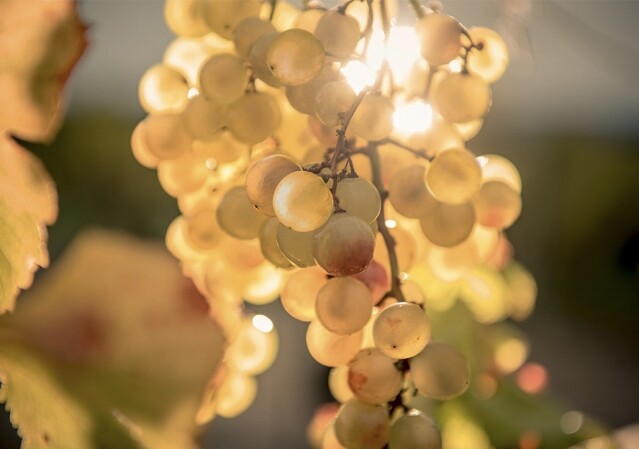 YQUEM 酒莊葡萄藤嫩枝凝露 — 年輕肌膚的秘密 YQUEM 酒莊葡萄藤嫩枝凝露 — 年輕肌膚的秘密
