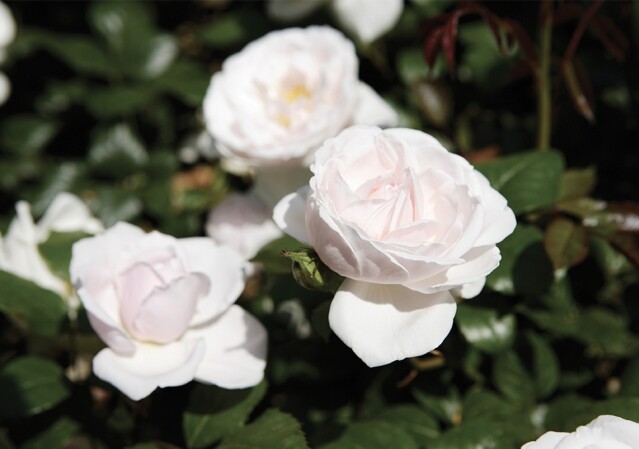 在 Granville 的 Dior 格蘭玫瑰