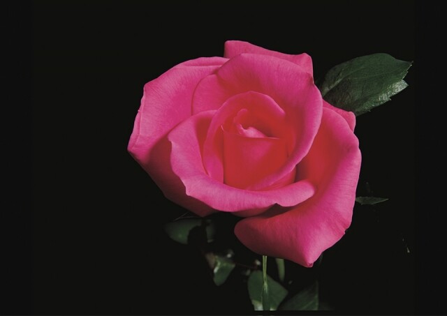作為 Lancôme 品中象徵的玫瑰