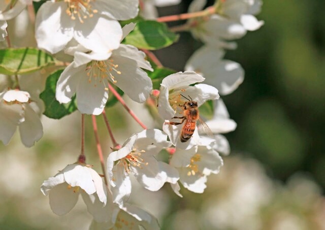 蜂毒中含有一種名為蜂毒明肽的蛋白質，有效放鬆肌肉，撫平細紋與皺紋。