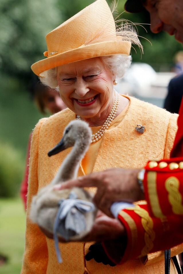英國水域的所有天鵝和海豚在技術上都屬於女皇