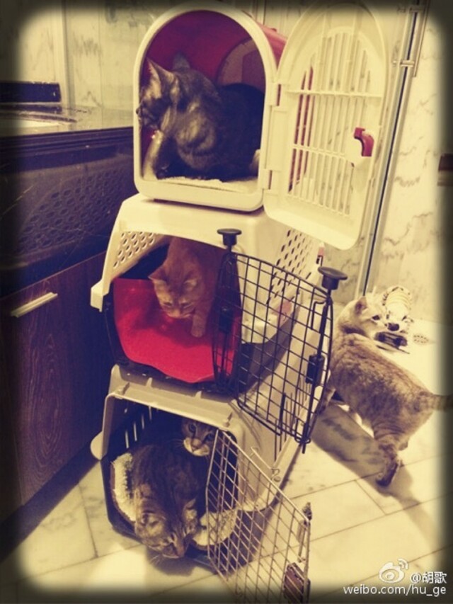 胡歌的 3 隻貓都在籠內。