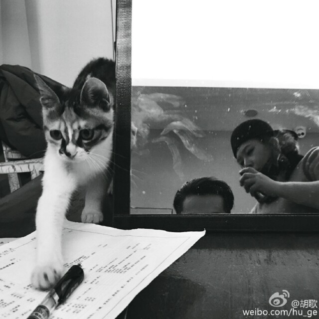 一隻貓在玩桌上玩弄筆。