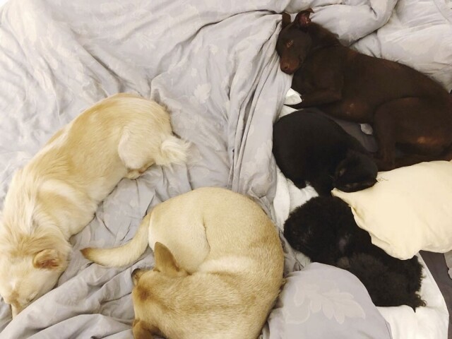 5 隻小狗在麼上睡著了。