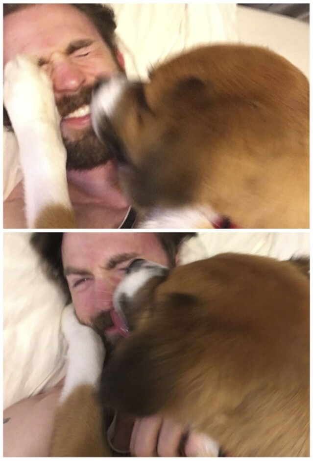 Chris Evans 的愛犬在舔他的臉。