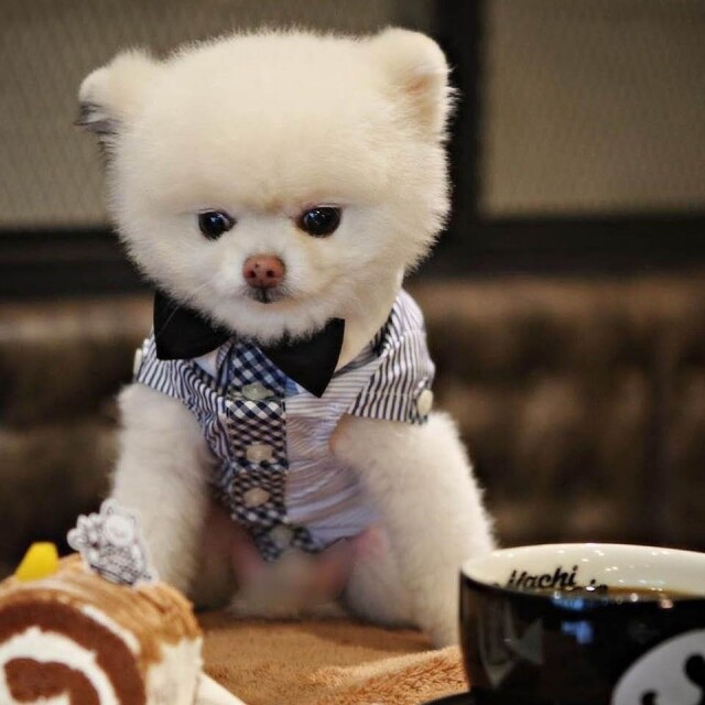昆凌愛犬 Machi 是店內的招牌,大家都想跟牠拍照。 昆凌愛犬 Machi 是店內的招牌,大家都想跟牠拍照。
