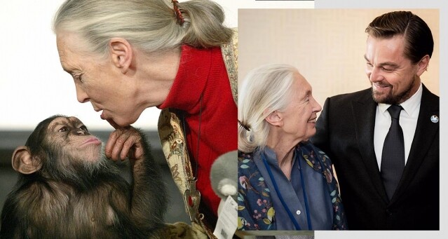 Jane Goodall 為黑猩猩奉獻一生：人類應尊重動物和大自然！