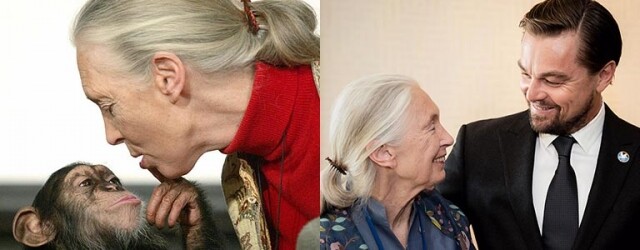 Jane Goodall 為黑猩猩奉獻一生：人類應尊重動物和大自然！