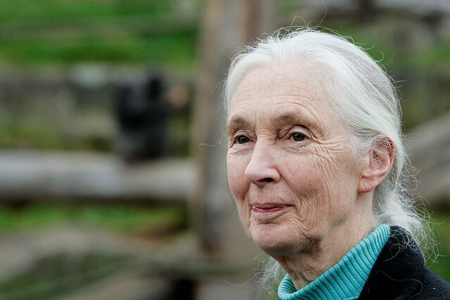 Jane Goodall 為夢想努力不懈