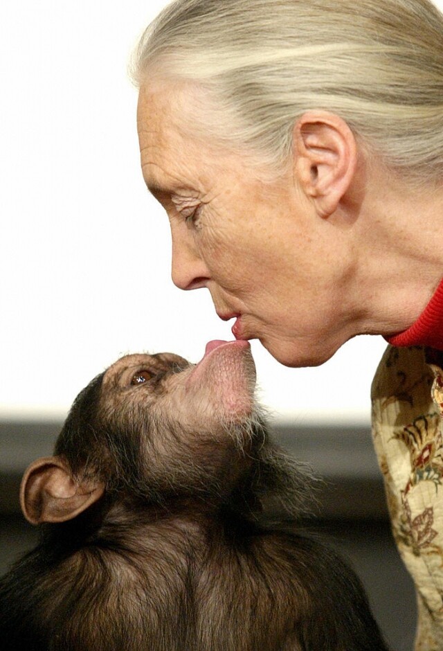 Jane Goodall 開啟研究黑猩猩之路 Jane Goodall 開啟研究黑猩猩之路