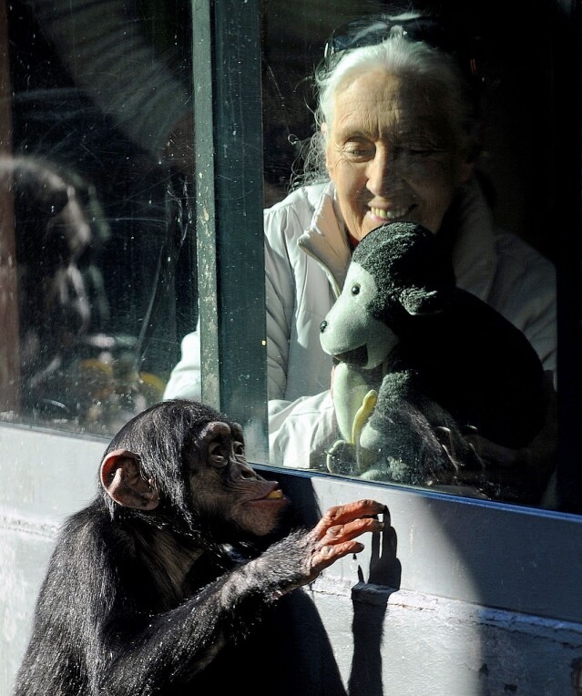 Jane Goodall 為黑猩猩起名字