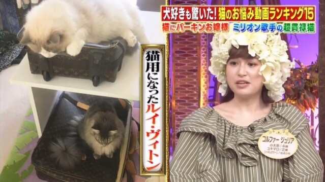 Julia 也表示,她曾經購買過普通的貓窩給它們,但是她的愛貓卻不喜歡 Julia 也表示,她曾經購買過普通的貓窩給它們,但是她的愛貓卻不喜歡