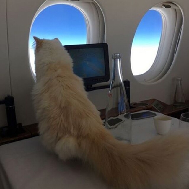 Karl Lagerfeld 老佛爺愛貓 Choupette Karl Lagerfeld 老佛爺愛貓 Choupette