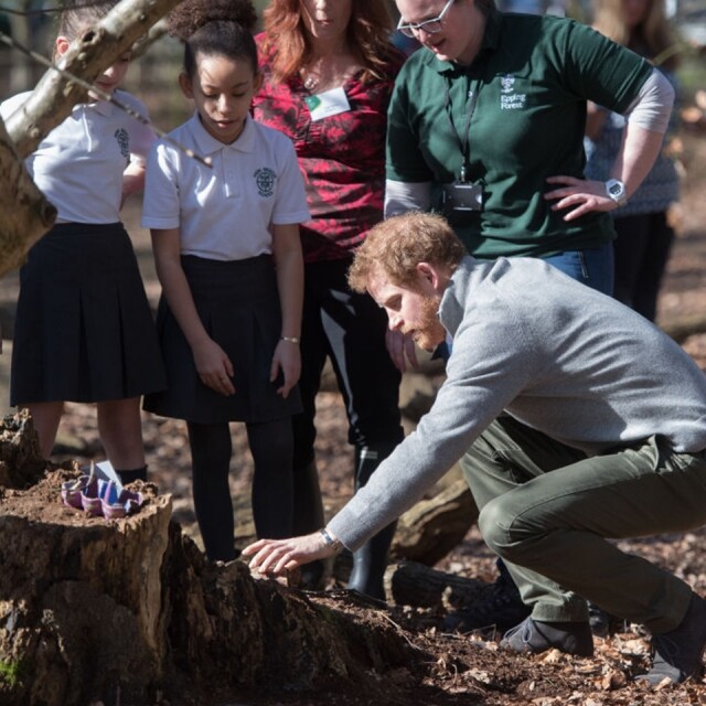 哈里王子熱情地向同學們講解樹木特性。