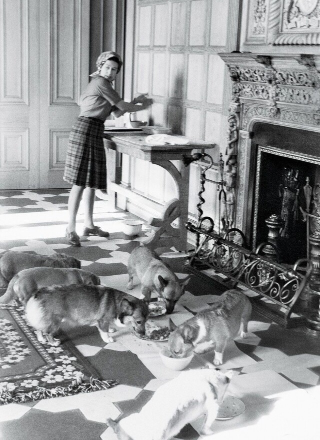 4. 享受皇室膳食 雖然在大家眼中哥基小狗們只是英女皇的寵物，但牠們享受著皇室成員一樣的待遇