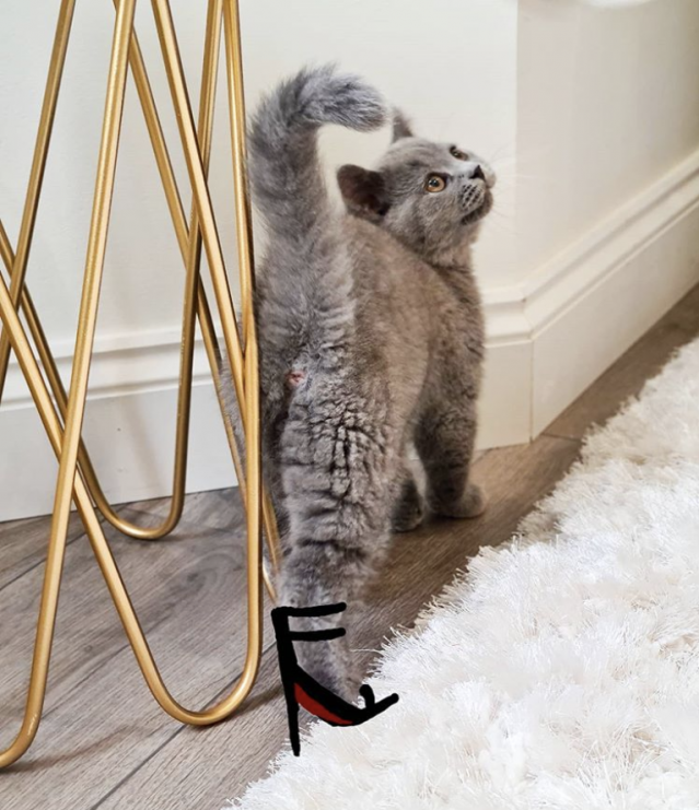 不少網民都隨即響應 #Livelyxlouboutin,同樣地畫上 Christian Louboutin 鞋,連小貓都有追上熱潮。 不少網民都隨即響應 #Livelyxlouboutin,同樣地畫上 Christian Louboutin 鞋,連小貓都有追上熱潮。