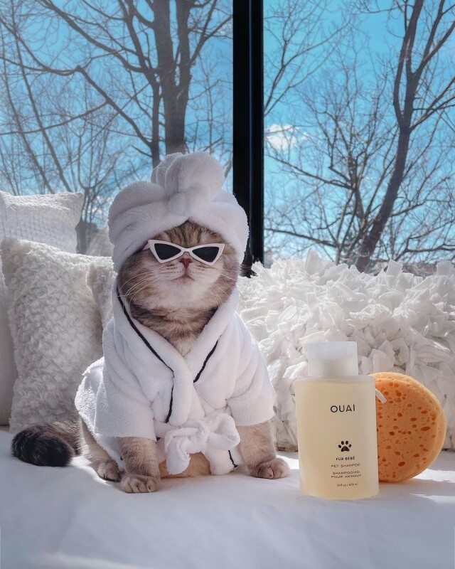 人不如寵？盤點 Instagram 最時尚寵物，牠們的名牌手袋和衣服可能比你還要多