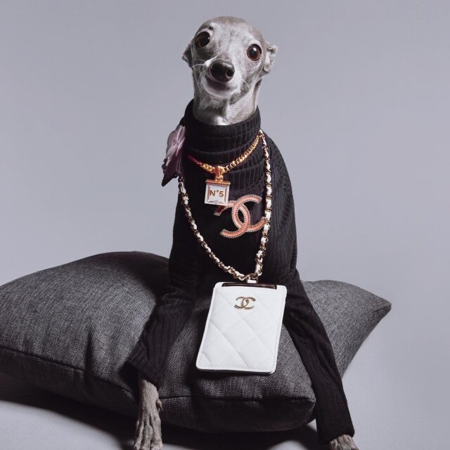來自加拿大滿地可的意大利靈緹犬 Tika the Iggy（簡稱 Iggy）被《Huffington Post》譽為「最會穿衣