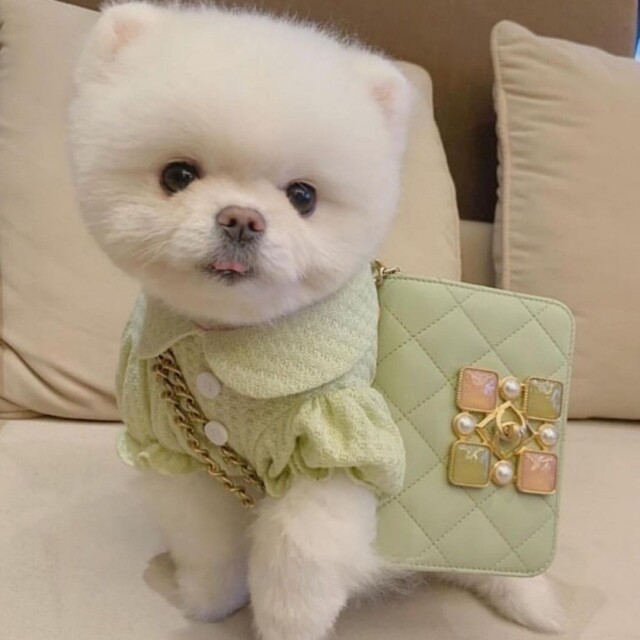 來自韓國的松鼠狗 Milki 主人很愛為牠配搭名牌穿搭，當中以 Chanel 手袋最常出