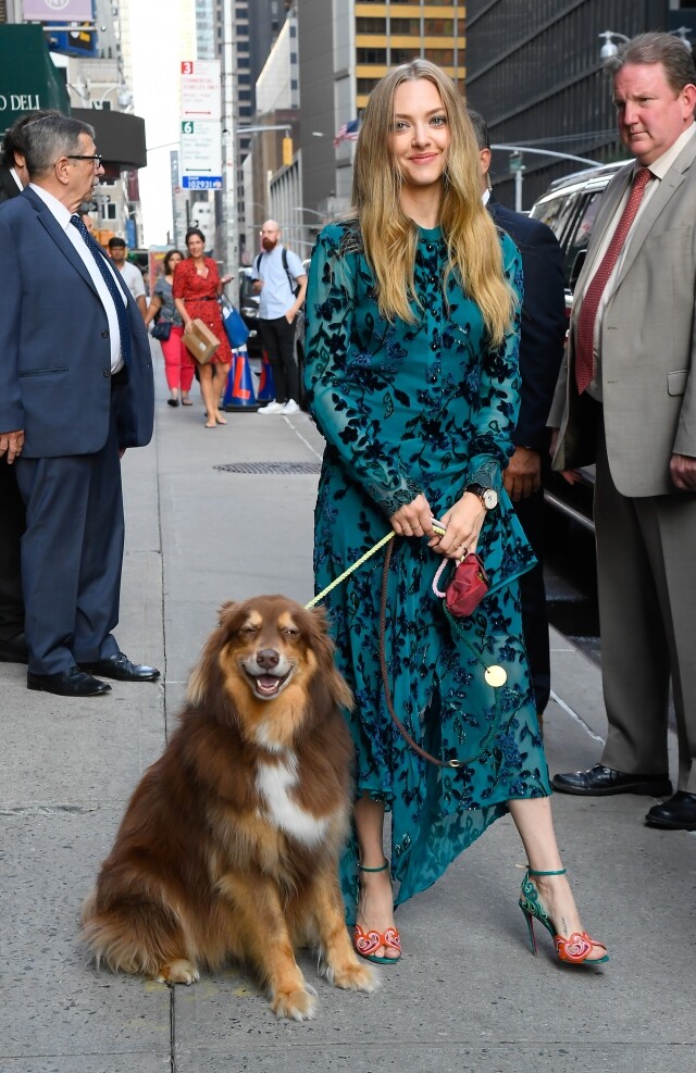 《辣妹過招》的女星 Amanda Seyfried 帶同小狗 Finn 一起出席拍攝，洋溢優雅動人的風範。