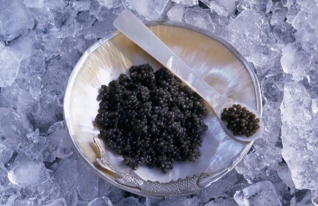 Sevruga Caviar 的產量較多，價錢相對大眾化，可說是入門級的魚子醬。