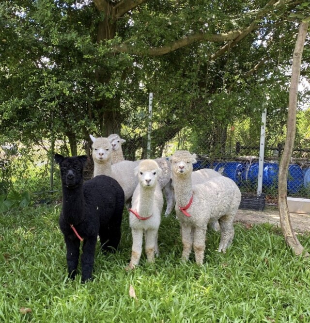 喜愛小動物的情侣可到大埔蝶豆花園有機農莊親親 6 隻可愛羊駝