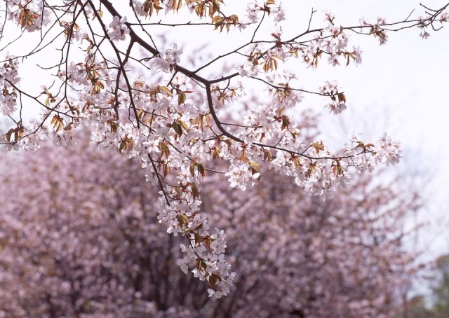 夏北海道櫻花 4、5 月才滿開！2018 夏北海道 10 大櫻花名所提案
