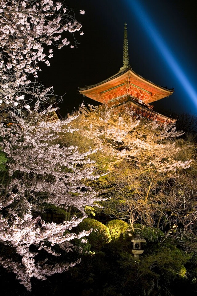 京都夜櫻名所之首:清水寺 京都夜櫻名所之首:清水寺