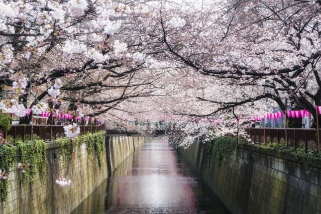 大阪櫻花通道的櫻花品種眾多