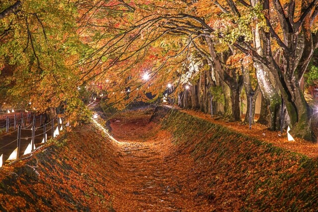 全因紅葉走廊，河口湖成為箱根紅葉景點
