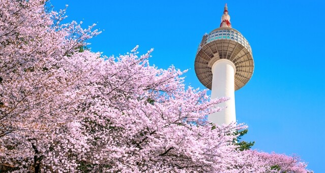 韓國 3、4 月櫻花打卡熱點！2018 首爾、釜山、濟州賞櫻懶人包