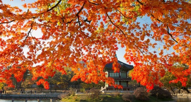 韓國紅葉 2018 攻略：首爾雪嶽山、濟州漢拏山、內藏山看最美紅葉
