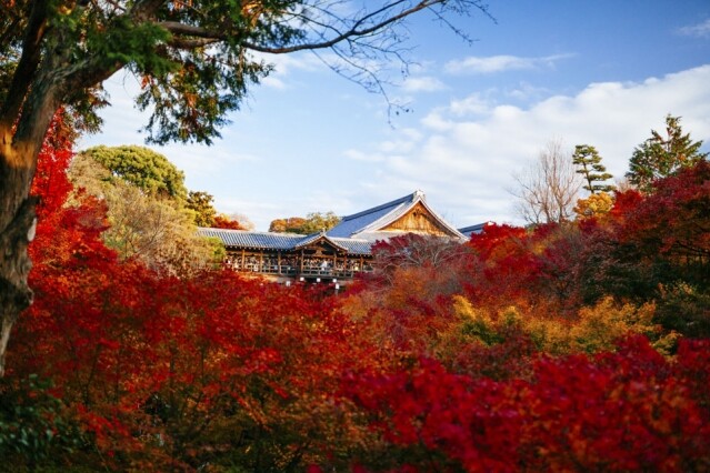東福寺向有「通天紅葉」的美譽，亦是日本歷史最悠久、規模最大的禪寺之一。