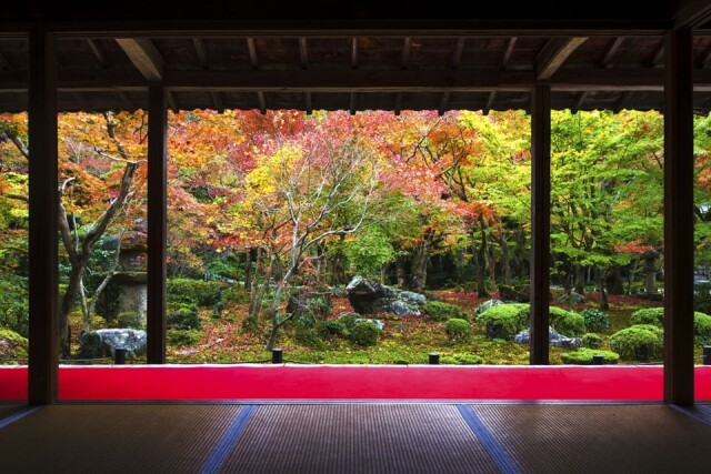 圓光寺面積不大，但卻是京都欣賞紅葉的熱點之一