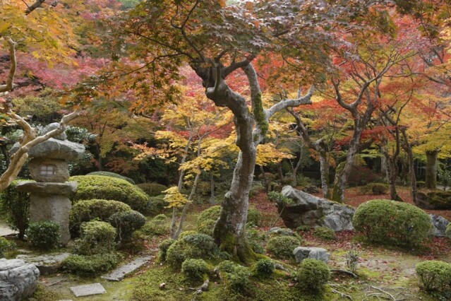 山坡上更可遠眺寺廟全景和京都城，還可遠望北山和嵐山滿山紅葉。