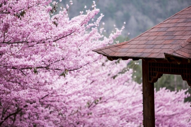 武陵櫻花盛開的時間一般為每年的 2 月底。