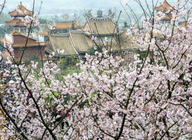 陽明山國家公園內的東方寺是台北市內的賞櫻熱地。
